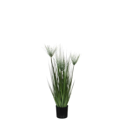 green papirus plant 67 cm