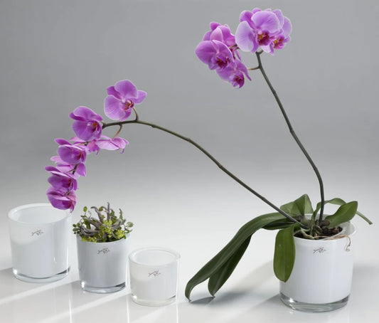 צילינדר זכוכית עבה לבן בגדלים 10 12 14 סמ - Decor 2 Homewhite cylinde very thick glass diferent sizes  for fregrances candles casting or flowers bouquet 