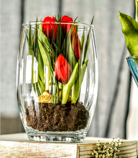 אגרטל זכוכית שקוף אליפסה רחב 19/13