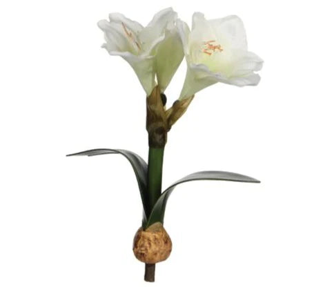 אמריליס פקעת לבן 30סמ - Decor 2 Home
